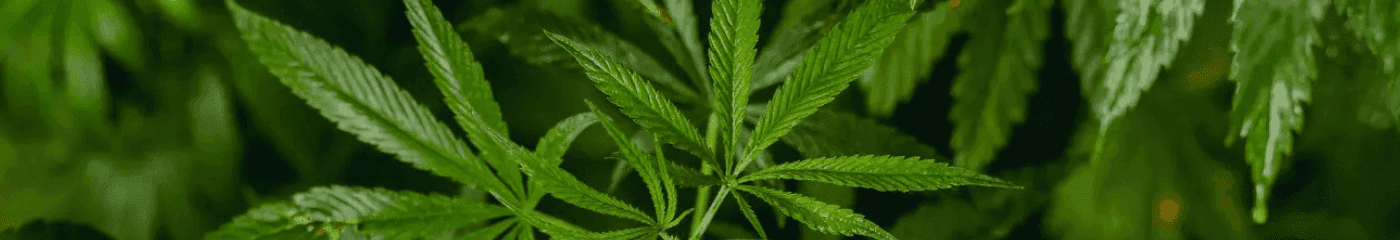 Nahaufnahme Cannabispflanzen