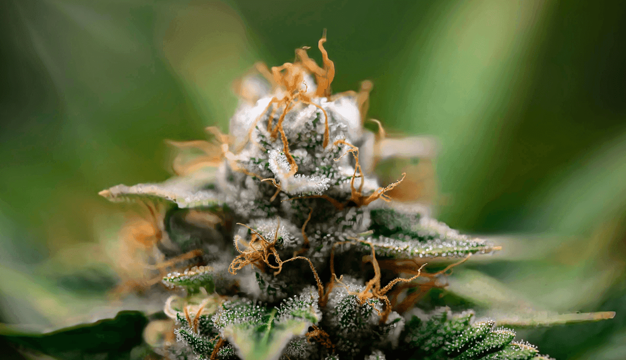 Detailaufnahme Cannabispflanze